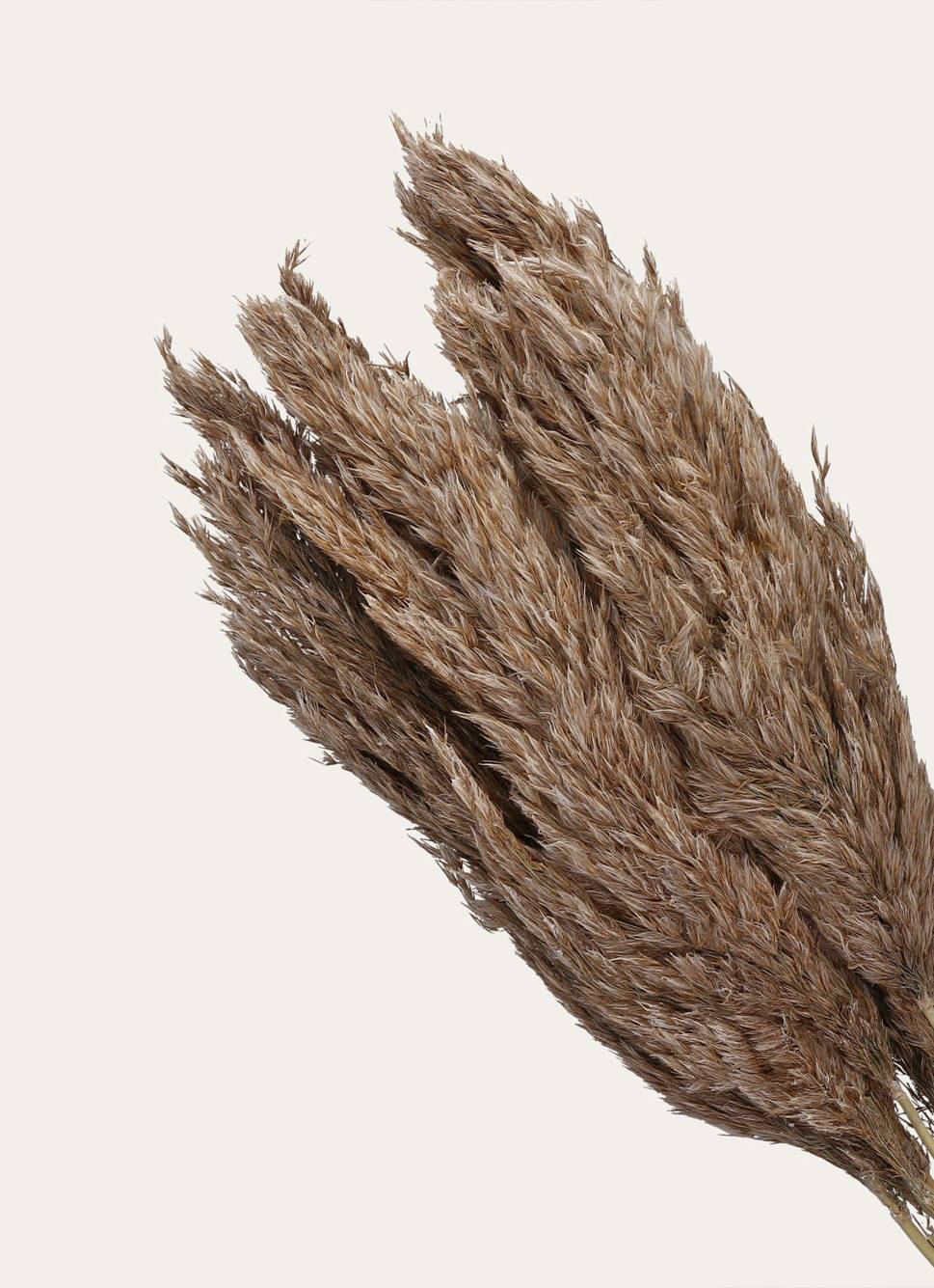 TIGES NATURELLES SÉCHÉES BEIGE